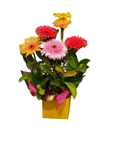 Brilliant Box Arrangement - Gerbera Long Stems