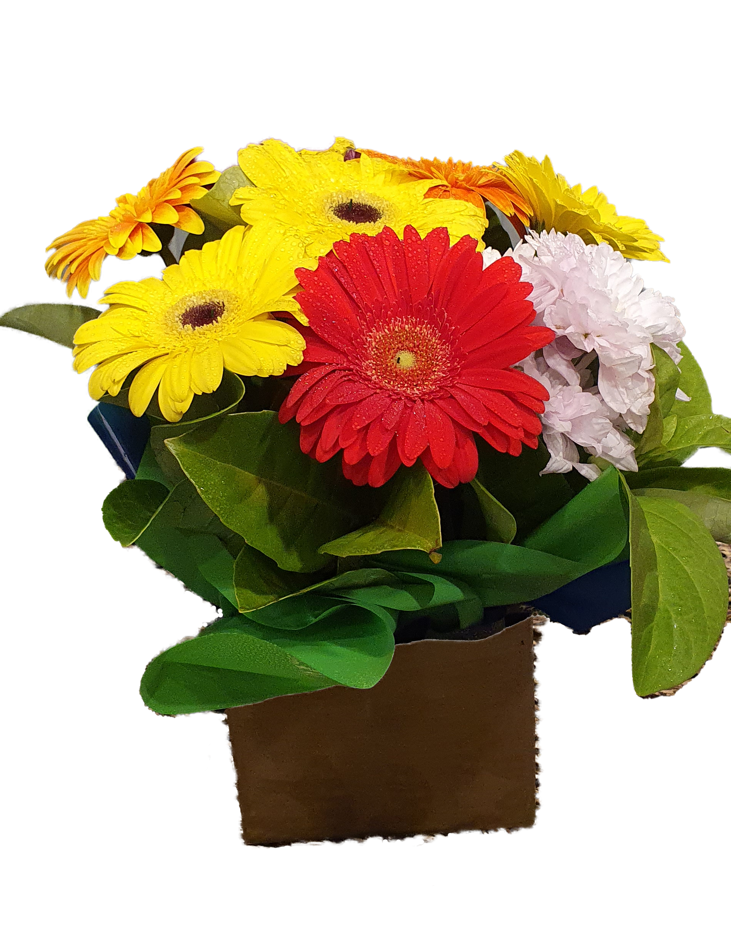 Brilliant Box Arrangement - Gerbera Short Stems