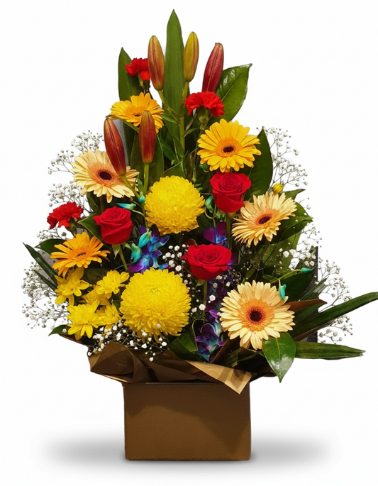Aurelia_BigBox