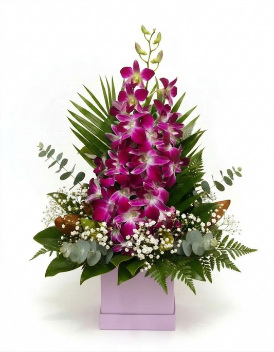 Small Box-orchids_Stella