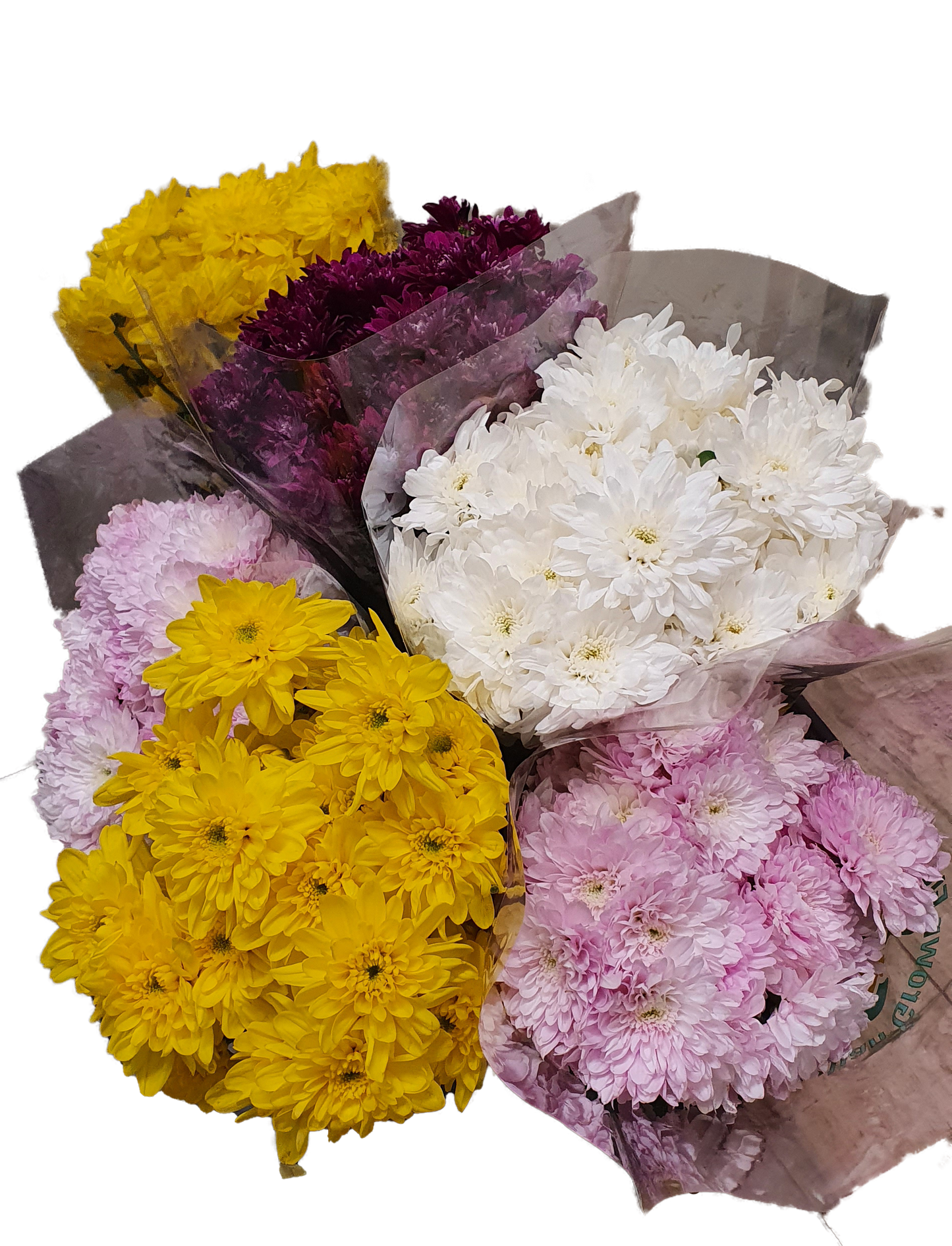 Assorted Chrysanthemum Bunch