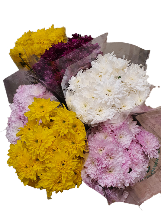 Assorted Chrysanthemum Bunch